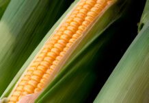 Milho-Verde: A Busca da Qualidade Suprema milho-verde