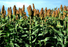 Sorgo Forrageiro: Segurança Alimentar para o seu Rebanho
