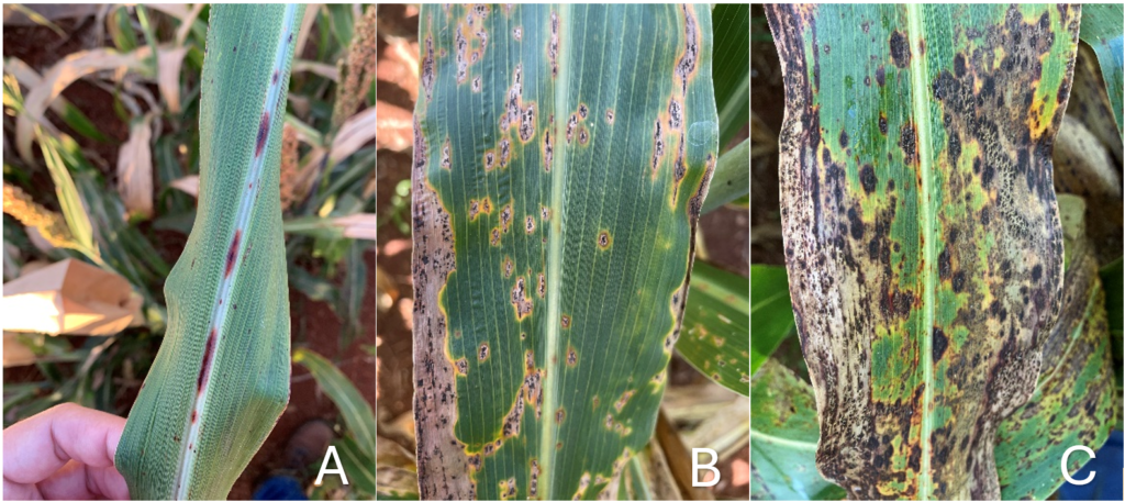 Sintomas da antracnose na nervura central das folhas de sorgo