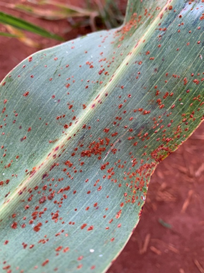 Pústulas de Puccinia purpurea em folhas de sorgo