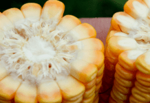 Silagem de Milho: Como saber o ponto certo para colher?