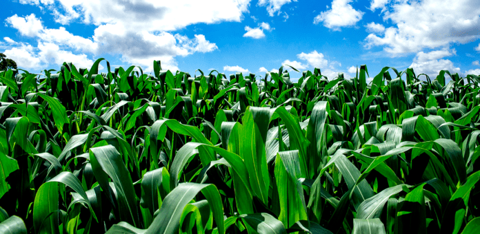 Nematoides no Milho: Inimigos ocultos que comprometem a lavoura