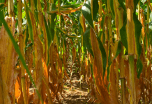 A importância do nitrogênio para silagem de alta qualidade