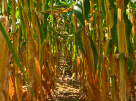 A importância do nitrogênio para silagem de alta qualidade