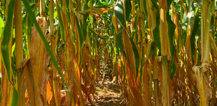 A importância do nitrogênio para silagem de alta qualidade