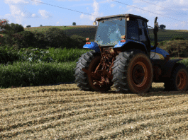 Compactação e Fechamento do Silo: Técnicas Essenciais para Garantir a Qualidade da Silagem