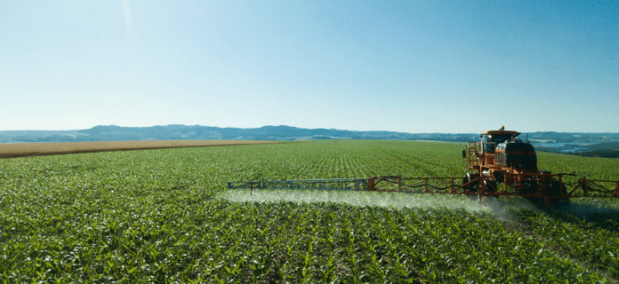 Manejo das Principais Plantas Daninhas no Milho, Suas Consequências Para a Cultura e Como Realizar Seus Manejos