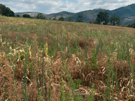 Milho tiguera: Estratégias eficientes de manejo para reduzir impactos na lavoura