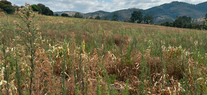 Milho tiguera: Estratégias eficientes de manejo para reduzir impactos na lavoura